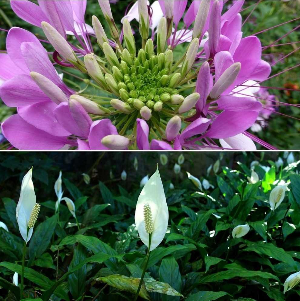 Air Purifying Plants for Home – A Full Guide