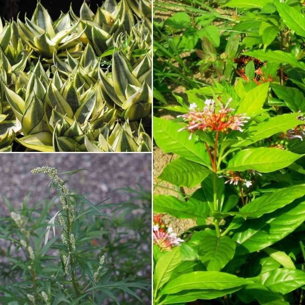 Plants That Repel Snakes Away in India – A Full Guide