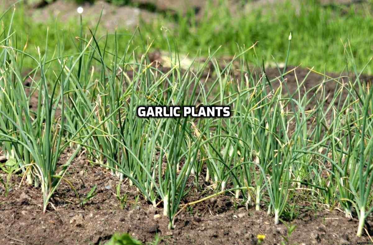 Plants That Repel Snakes Away in India – A Full Guide