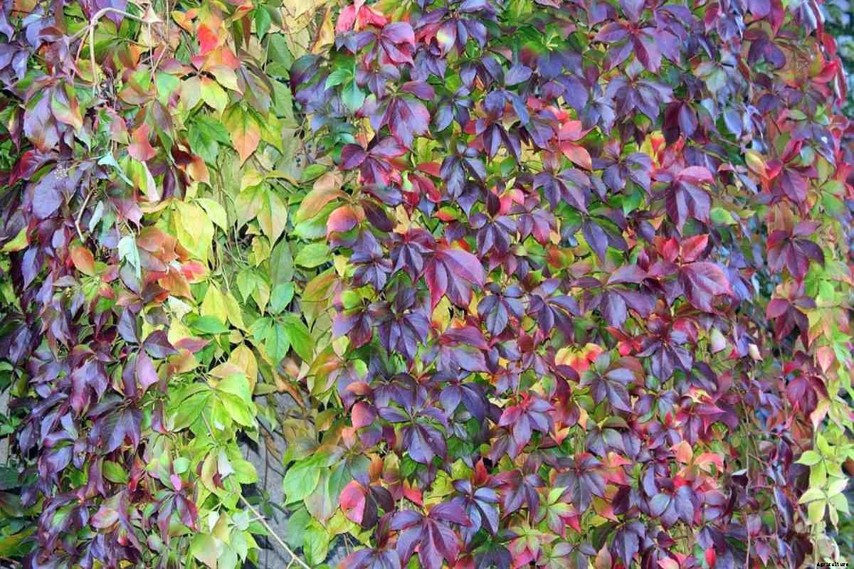 Creeper Plants Care and Growing – A Full Guide