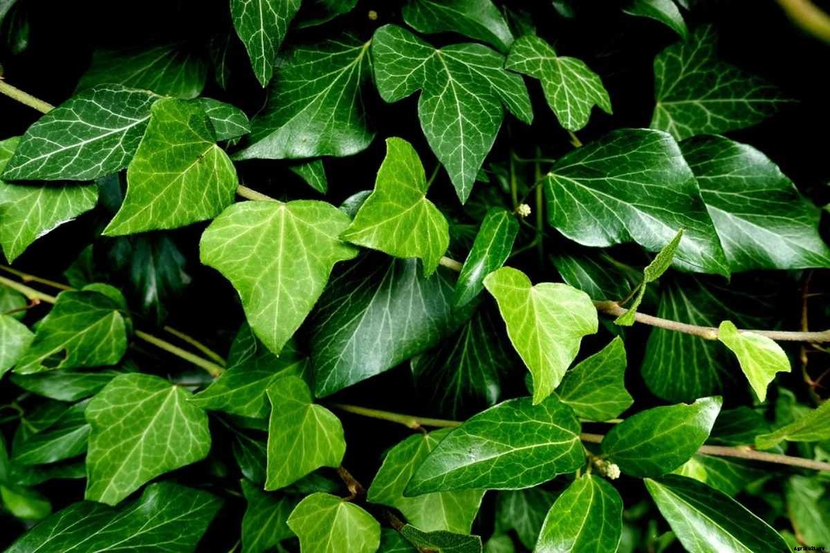 Creeper Plants Care and Growing – A Full Guide