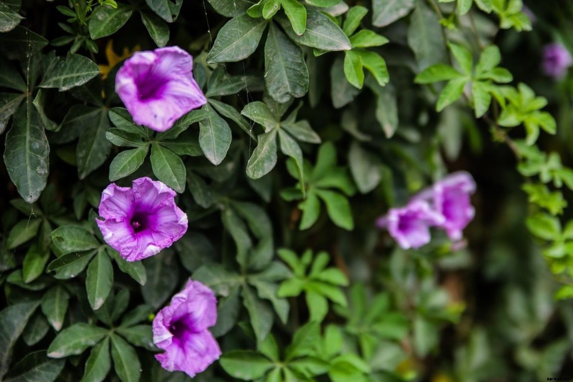Creeper Plants Care and Growing – A Full Guide