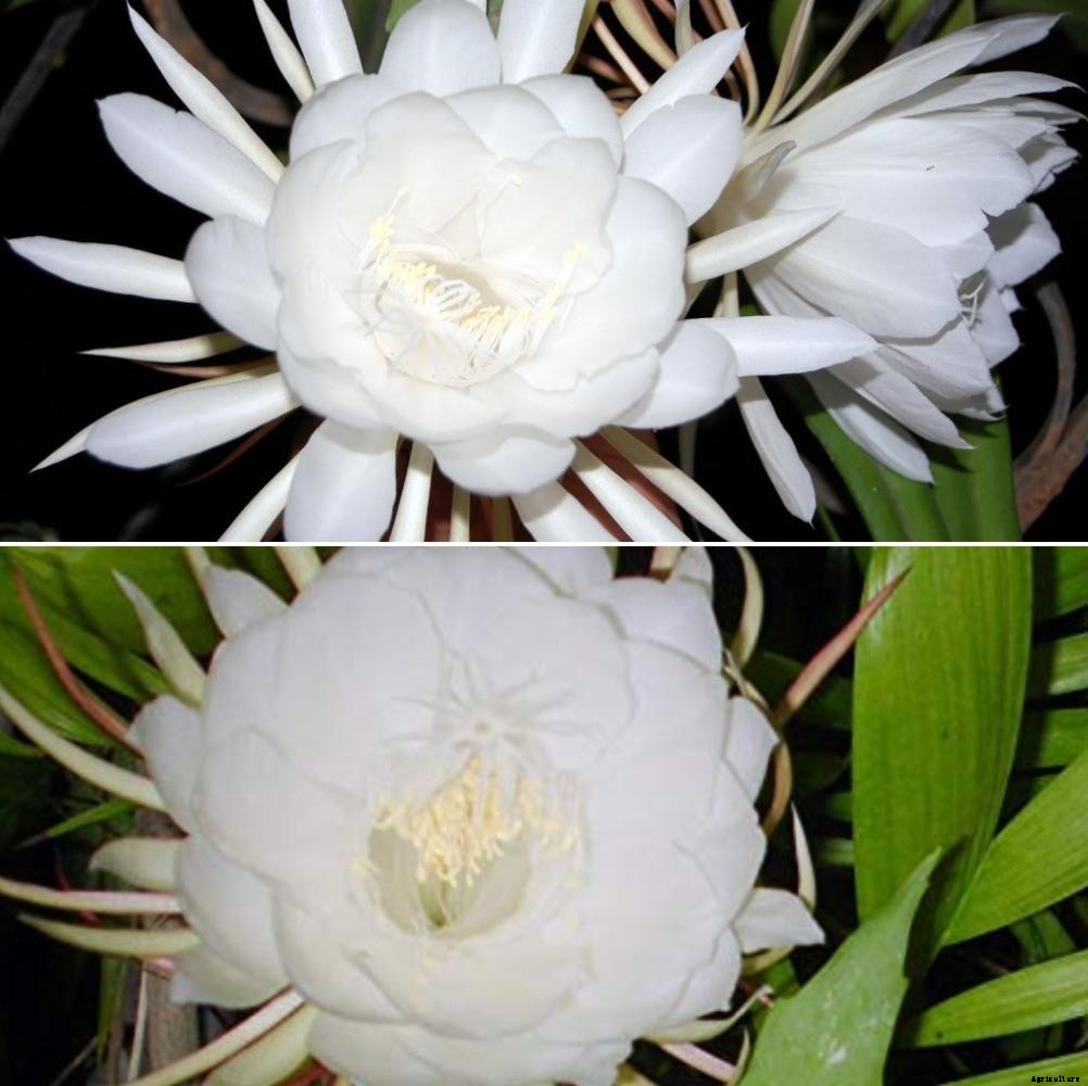 Growing Parijat, Brahma Kamal, Raat Ki Rani from Seed