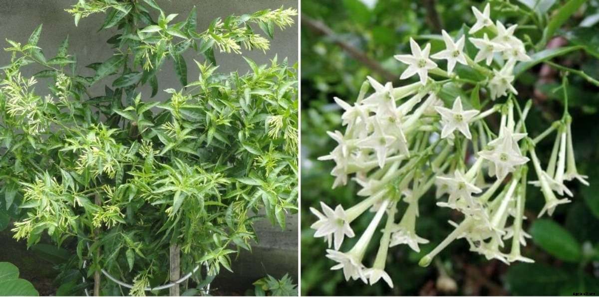 Growing Parijat, Brahma Kamal, Raat Ki Rani from Seed