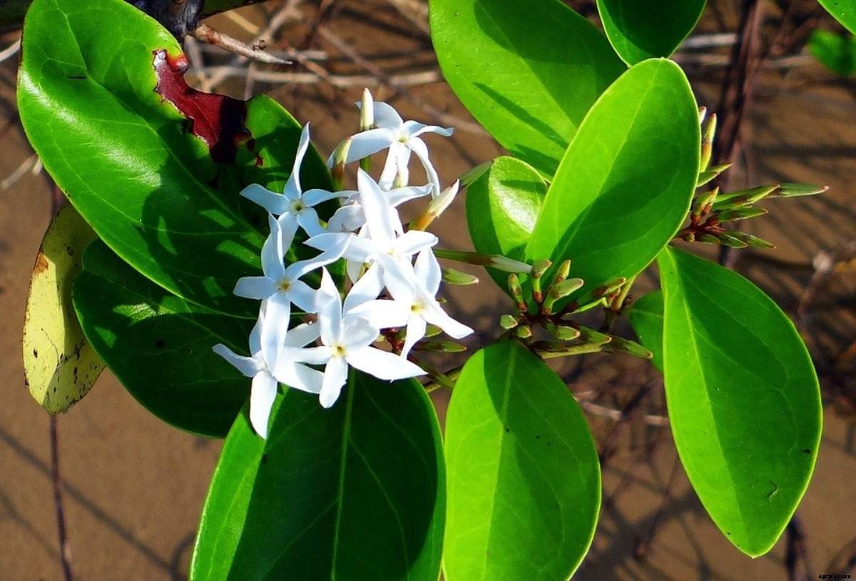 Growing Carissa carandas at Home – A Full Guide