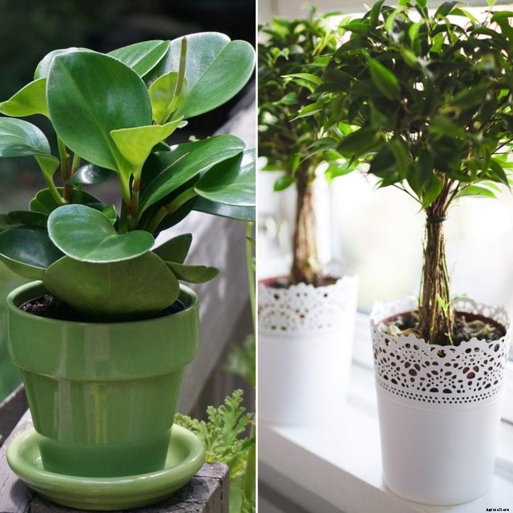 Vastu for Planting Trees at Home – A Full Guide