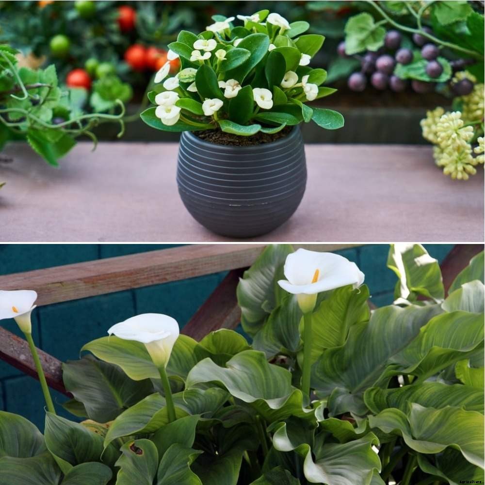 Vastu for Planting Trees at Home – A Full Guide