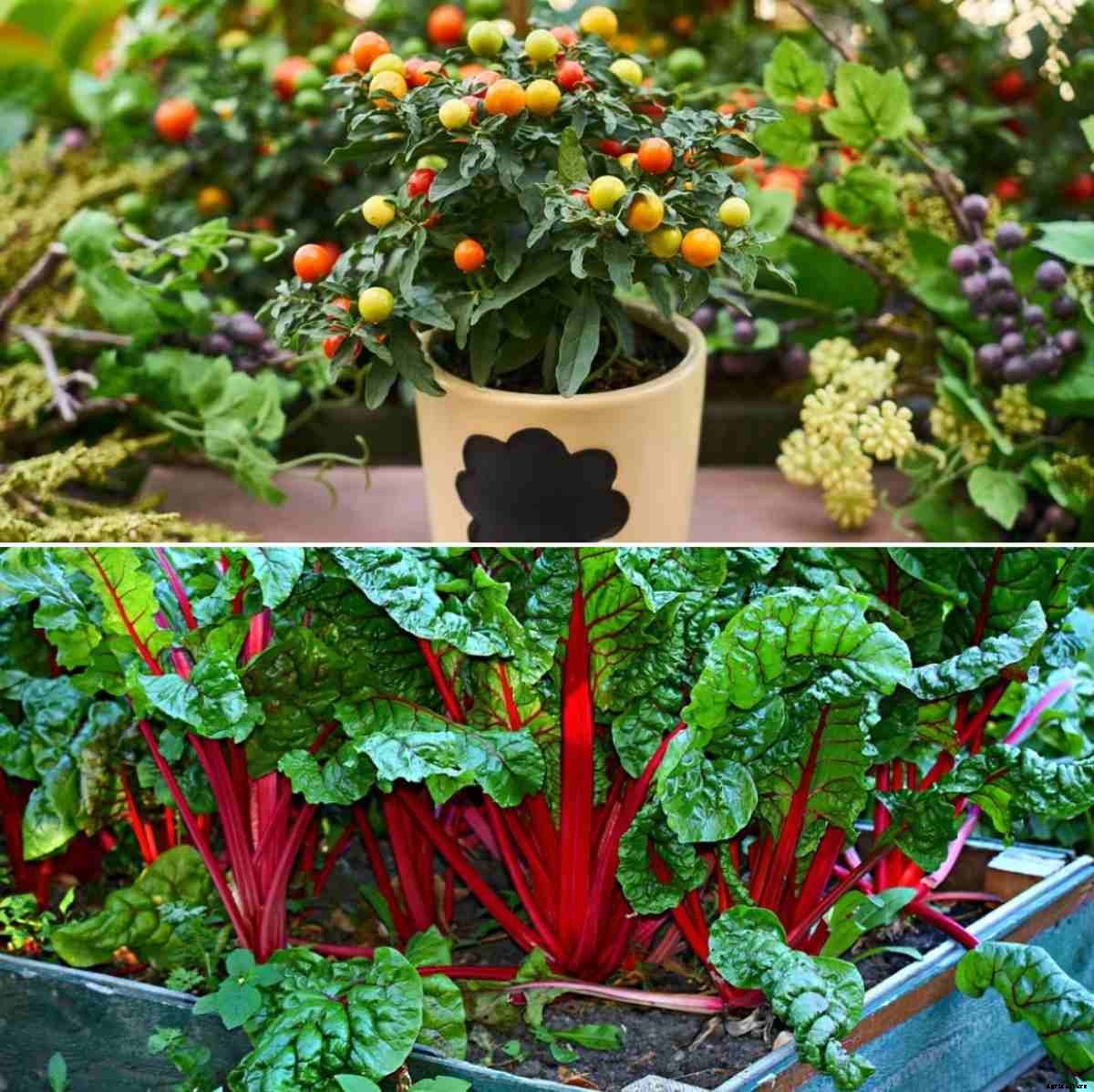 Small Space Vegetable Gardening in India