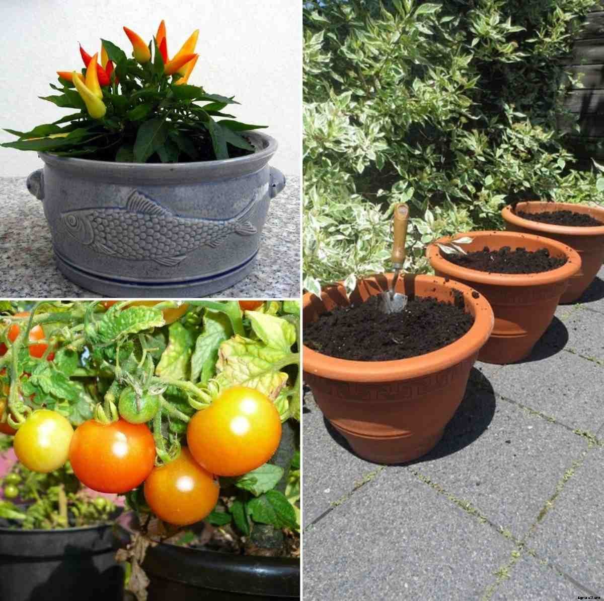 Small Space Vegetable Gardening in India