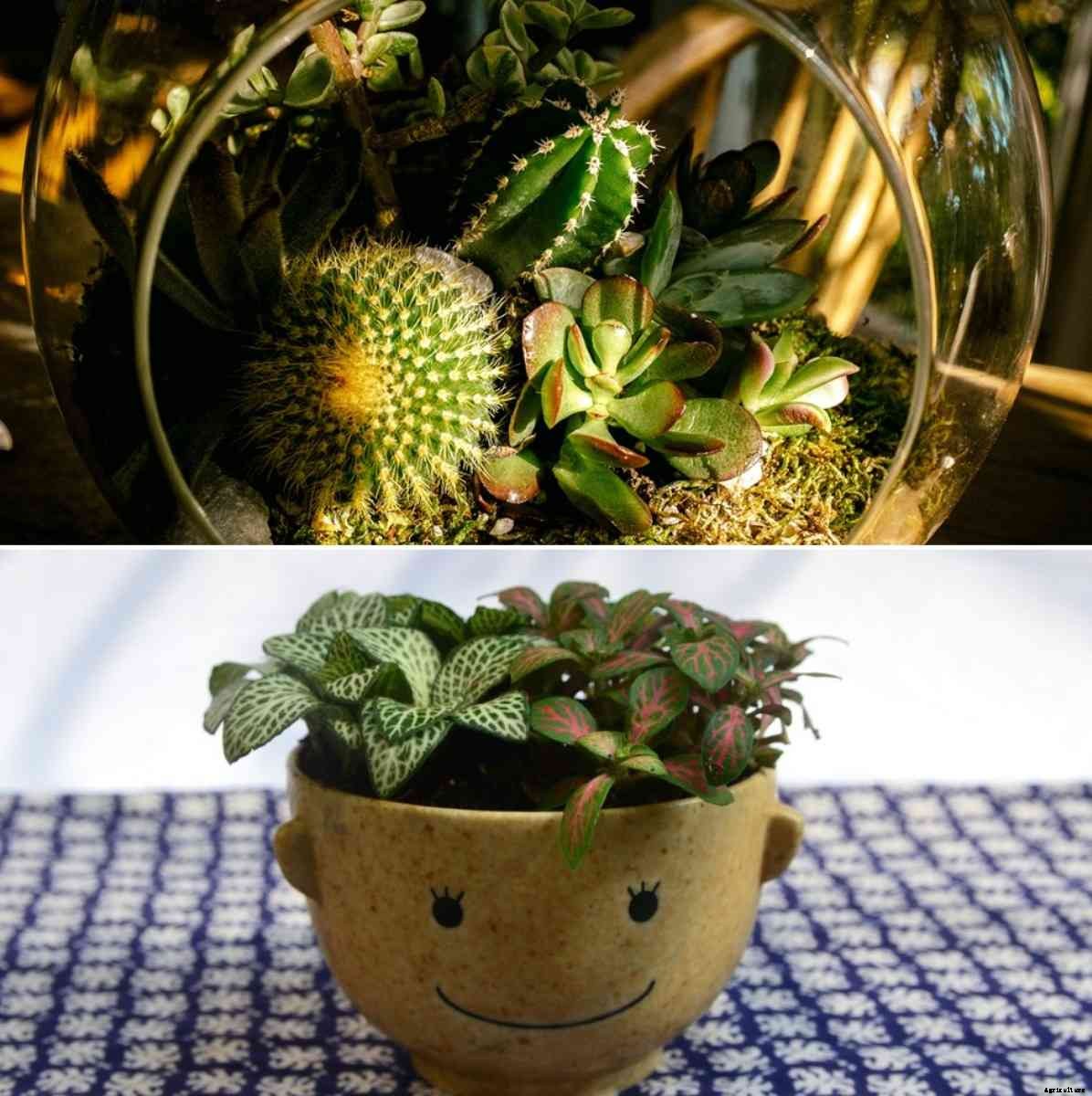 Terrarium Plants in India, Growing and Care