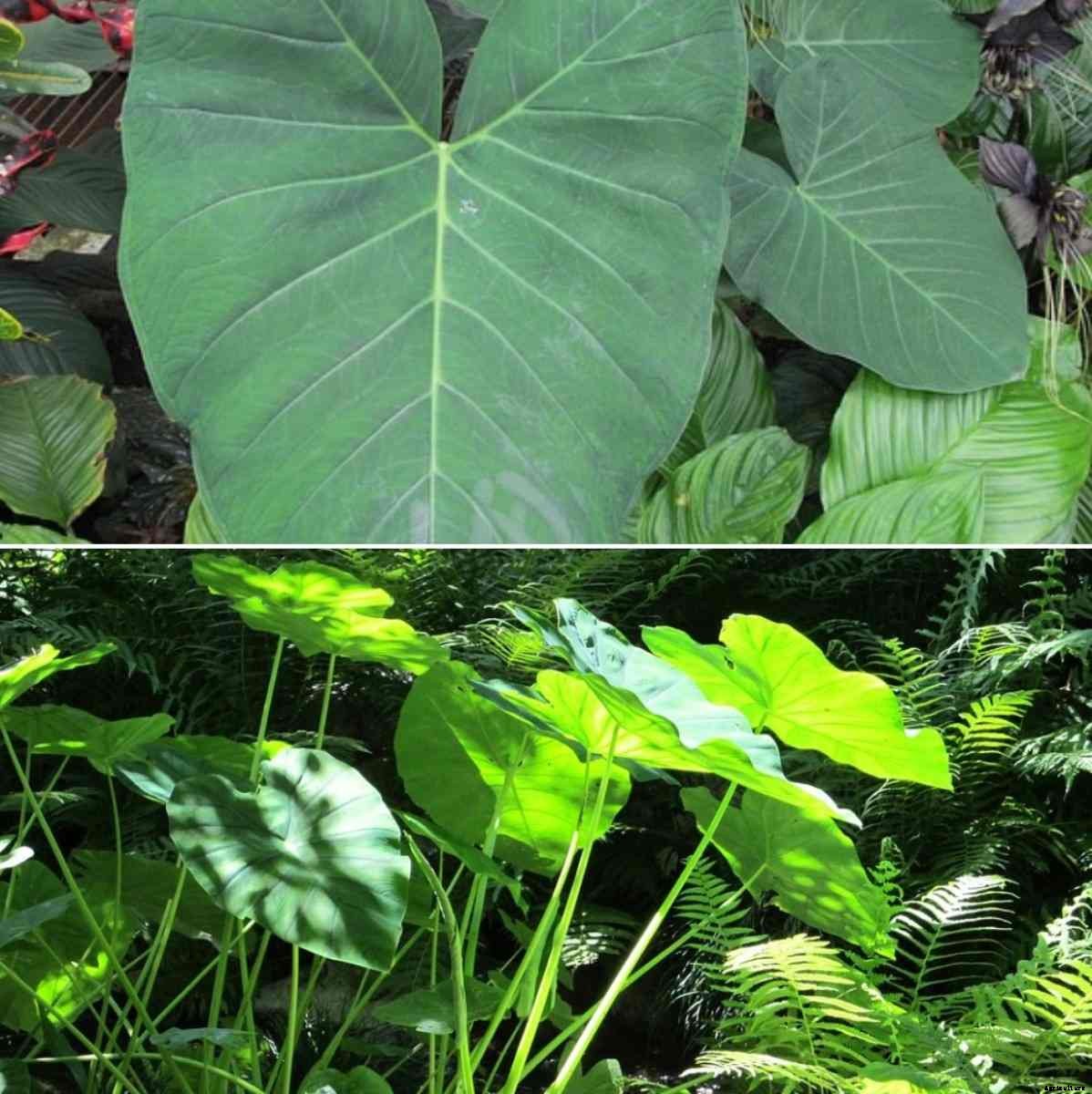 Big Leaf Plants List – A Complete Information