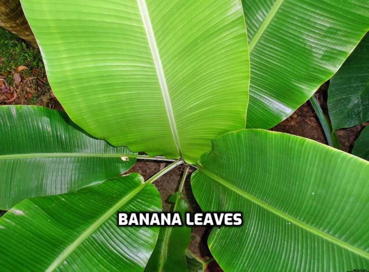 Big Leaf Plants List – A Complete Information