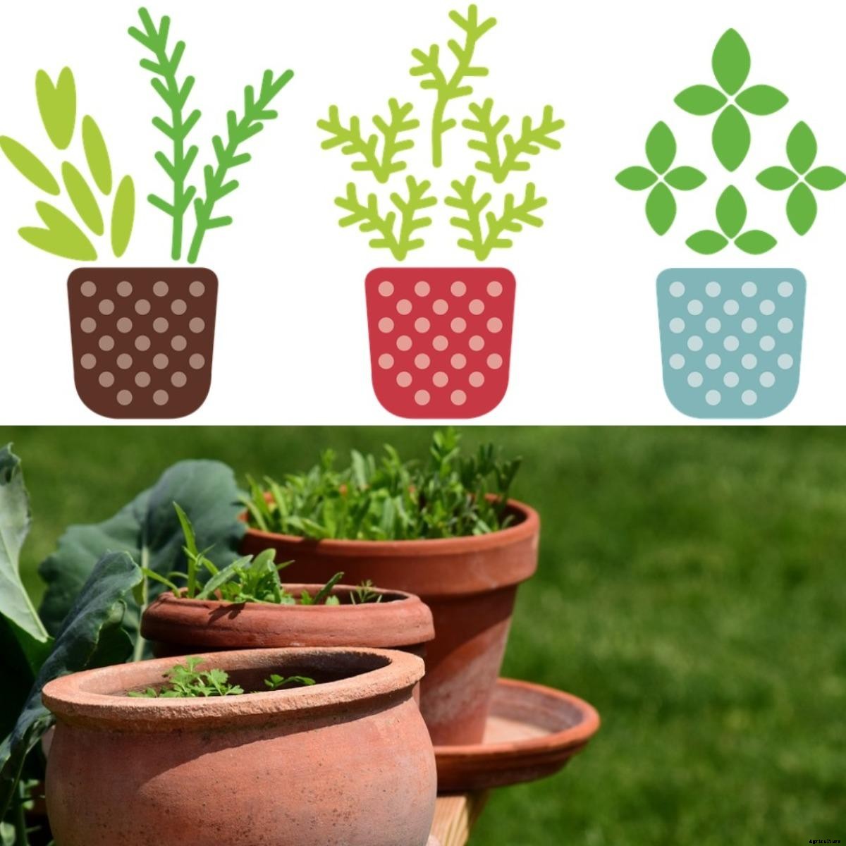 Container Gardening for Herbs – A Full Guide