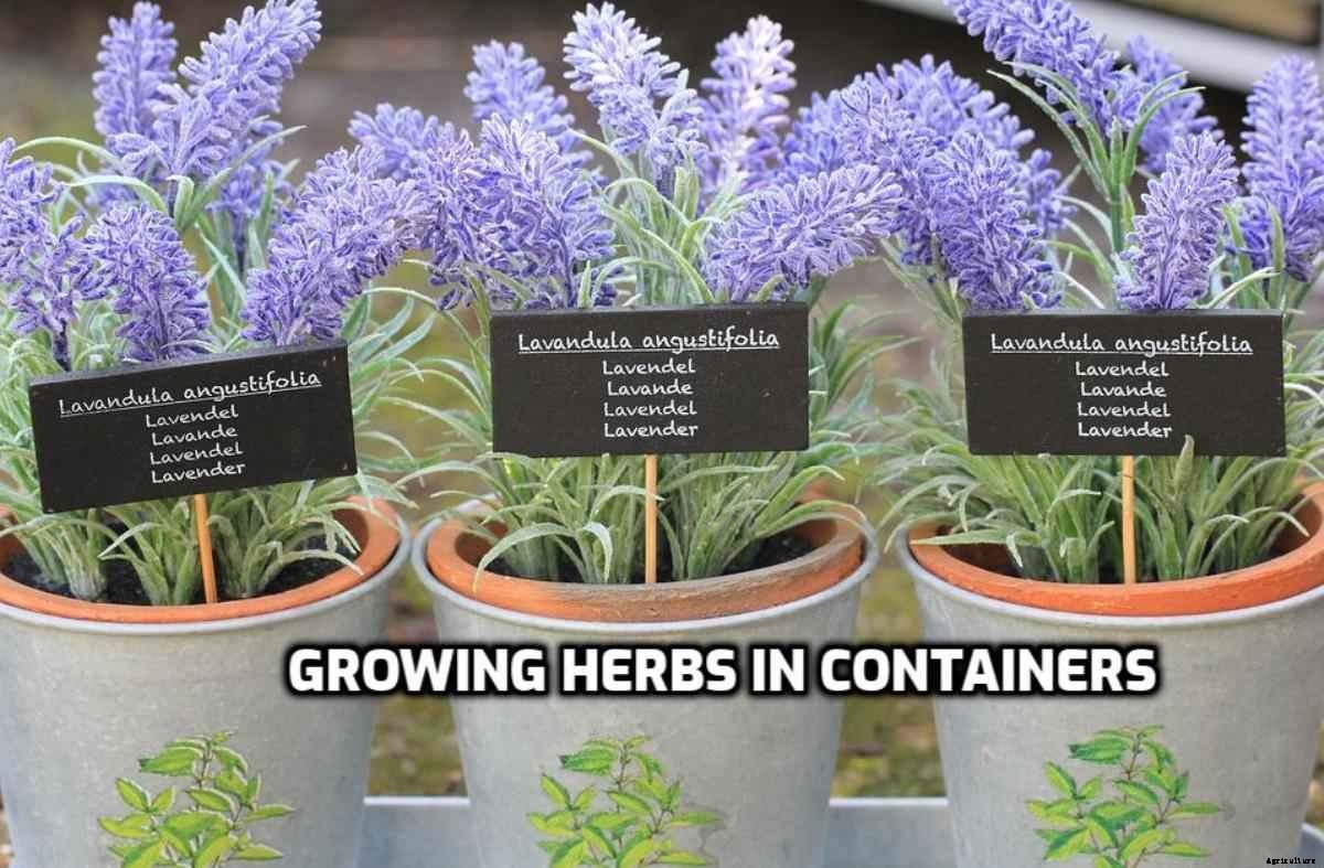 Container Gardening for Herbs – A Full Guide