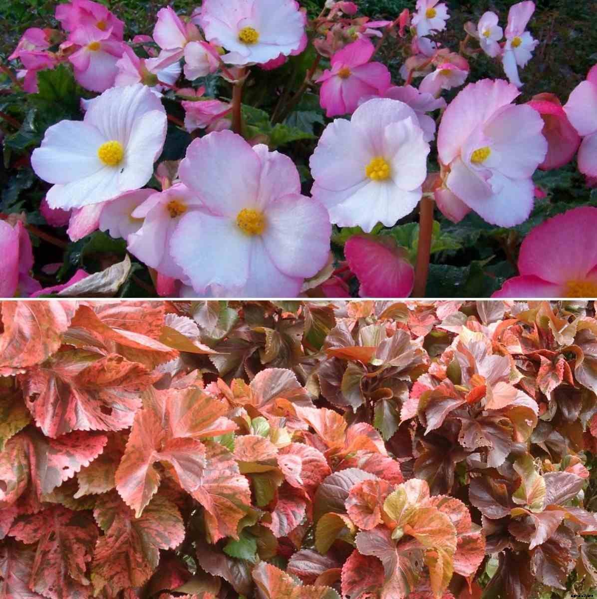 Shade-loving Plants Growing and Care – A Full Guide