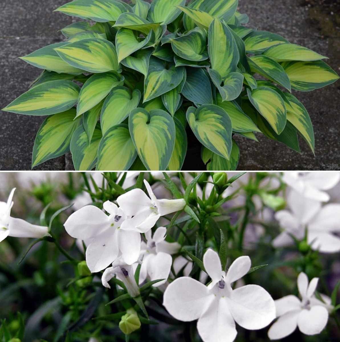 Shade-loving Plants Growing and Care – A Full Guide