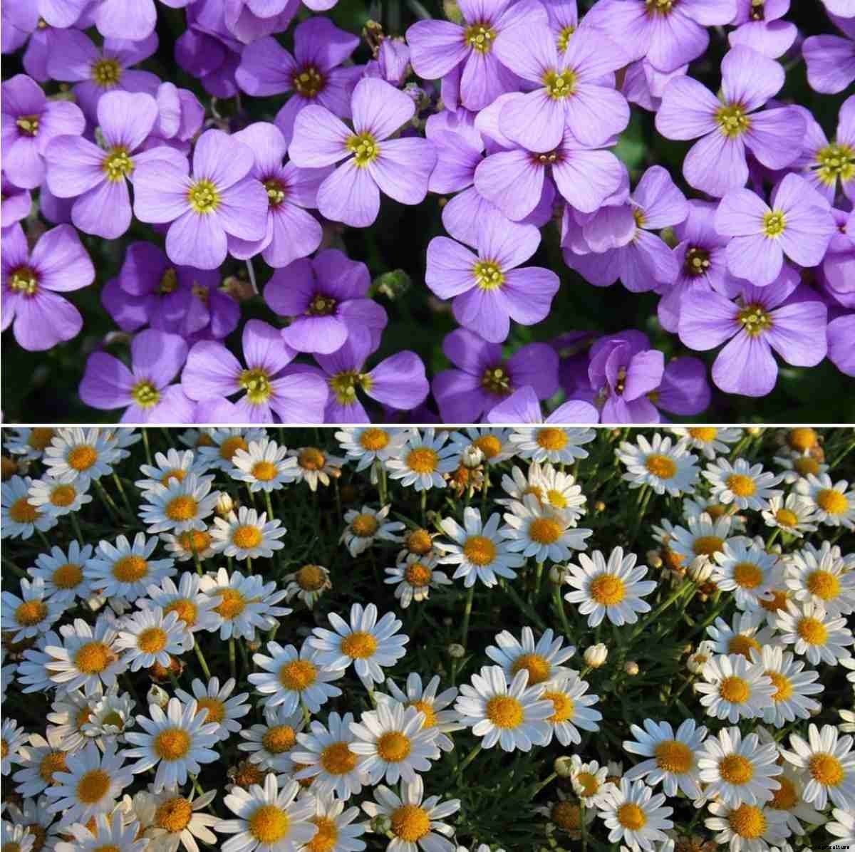 Ground Cover Plants Types, List, Advantages