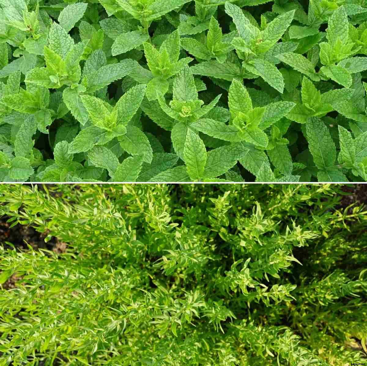 Ground Cover Plants Types, List, Advantages