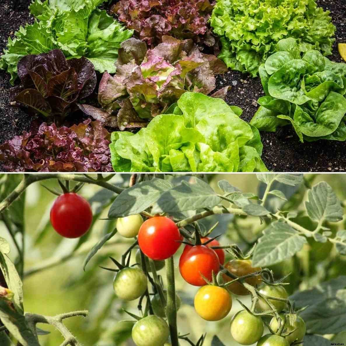 Square Foot Gardening Techniques, Ideas in India