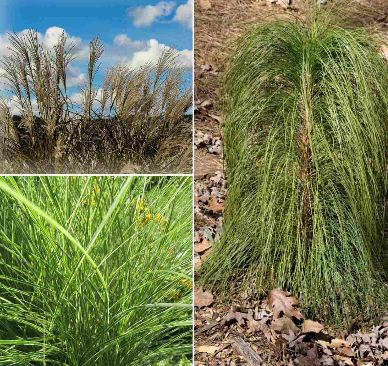 Growing Ornamental Grasses – A Full Guide