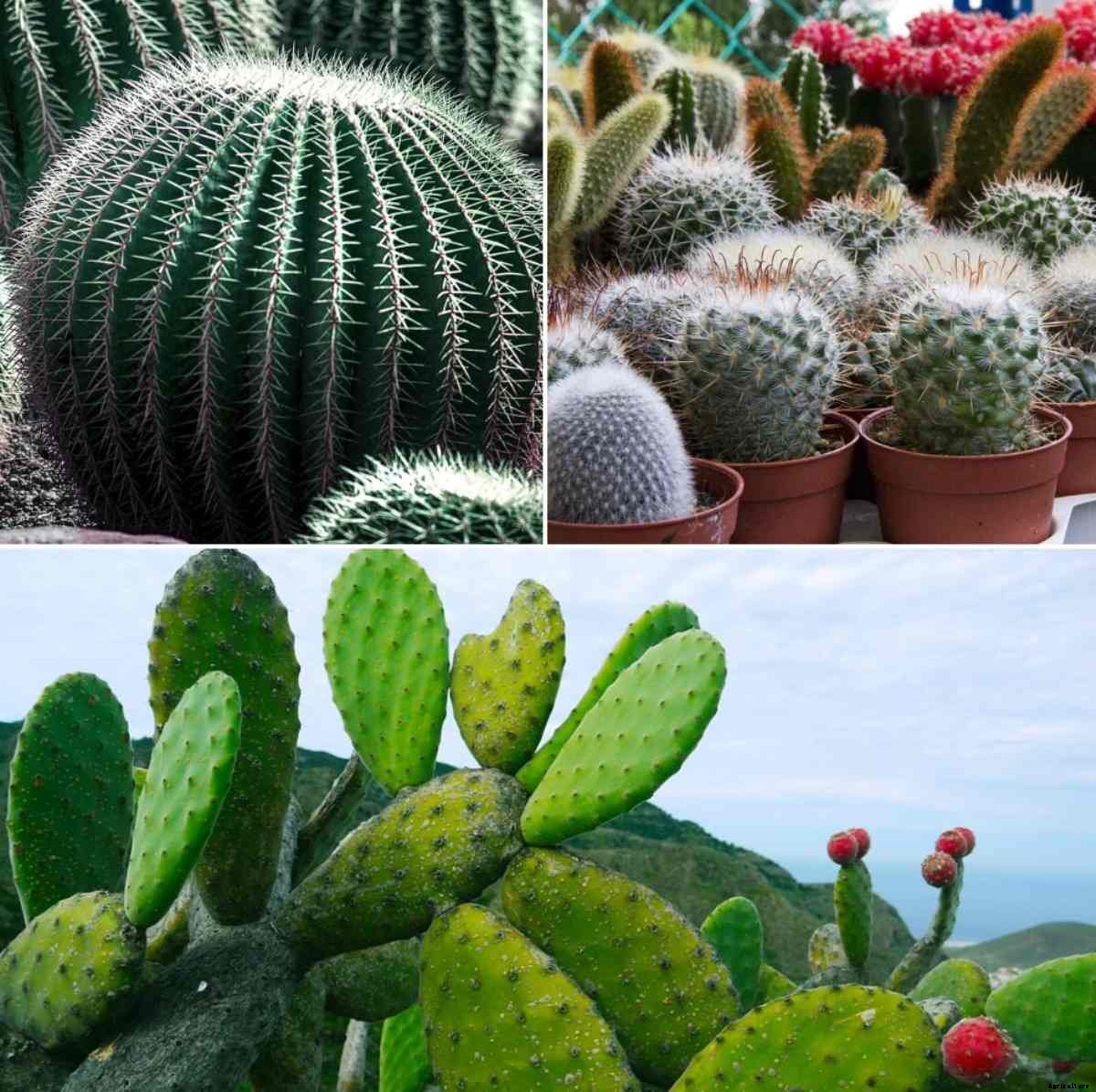 Types of Cactus, Cactus Growing Tips – A Full Guide