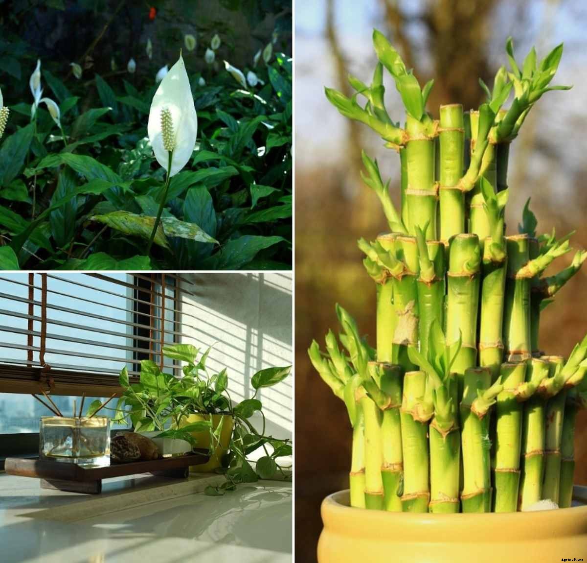 Growing Lucky Plants at Home in India – A Full Guide