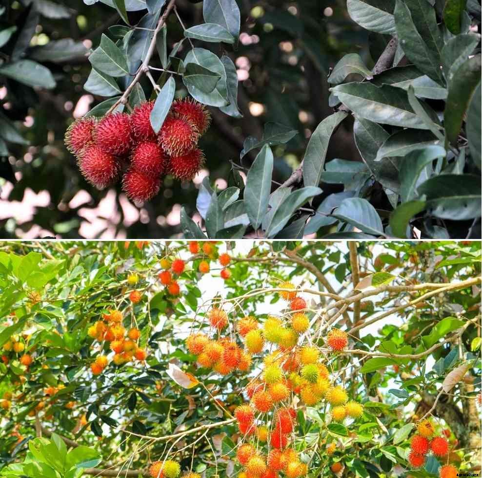 Growing Rambutan Tree Indoors from Seed – A Full Guide