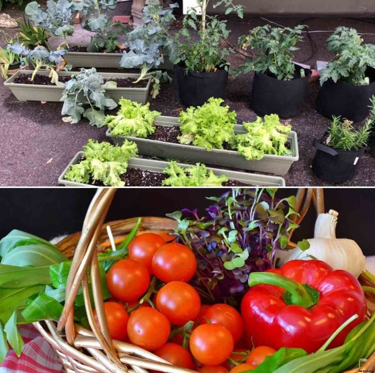 Container Gardening for Vegetables – A Full Guide