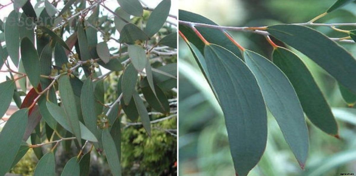 Growing Eucalyptus Indoors from Seeds and Cuttings