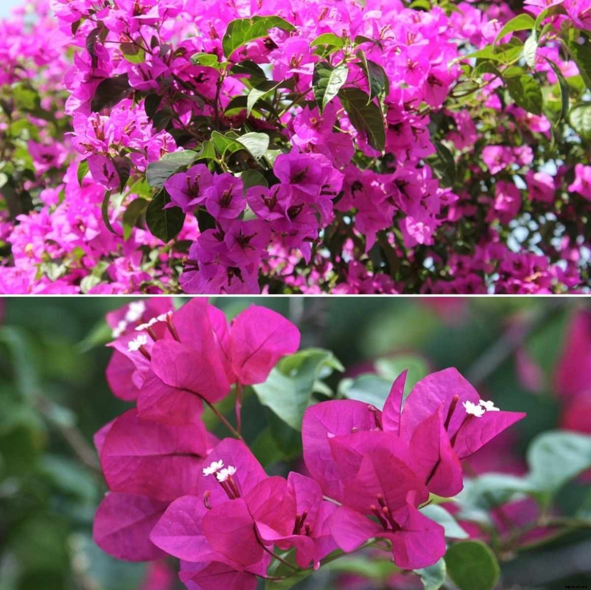 Growing Bougainvillea Indoors – A Full Guide