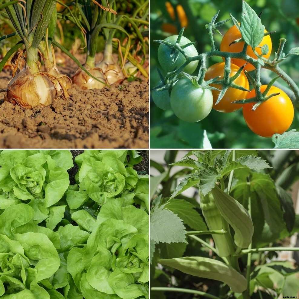 Home Vegetable Garden Ideas in India – A Full Guide