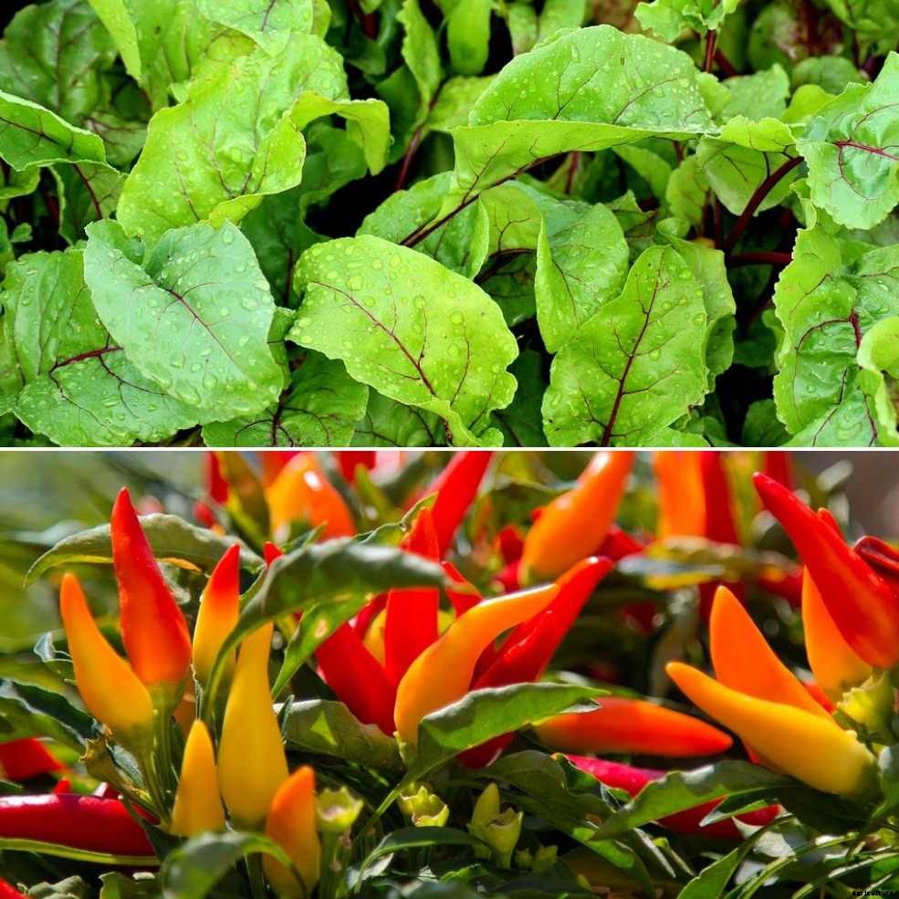 Vegetable Gardening for Dummies – A Full Guide