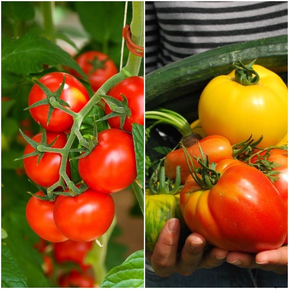 Backyard Vegetable Garden Ideas – A Full Guide