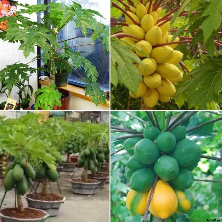 Growing Dwarf Papaya from Seeds – A Full Guide
