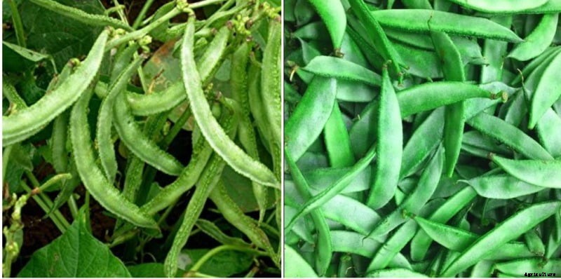 Growing Broad Beans (Chikkudukaya) at Home
