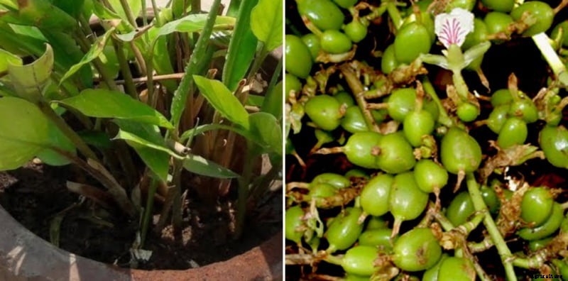 Growing Cardamom Indoors (Elachi) – A Full Guide