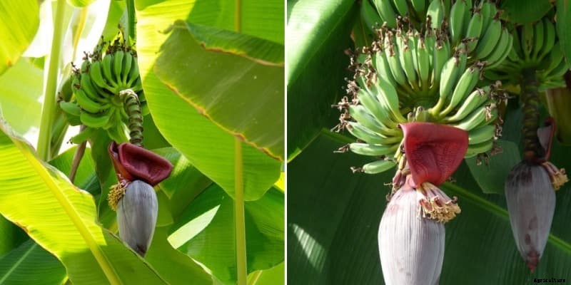 Growing Banana in Containers – A Full Guide