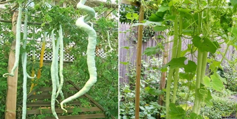 Snake gourd Container Gardening – A Full Guide