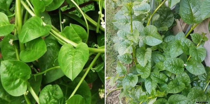 Growing Malabar Spinach from Seeds (Bachali Kura)