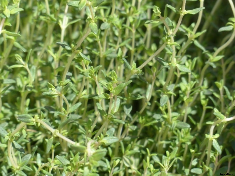 Growing Thyme Herb; Planting; Care; Harvesting