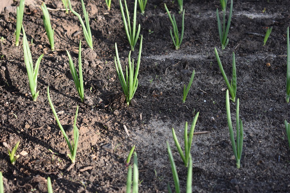Growing Onions from Sets, Seeds, and Scraps at Home