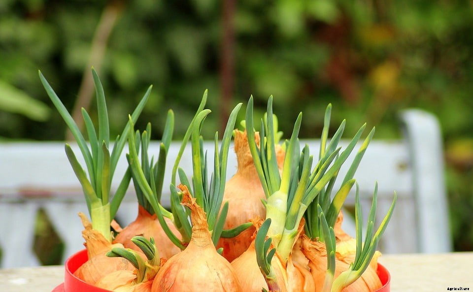 Growing Onions from Sets, Seeds, and Scraps at Home