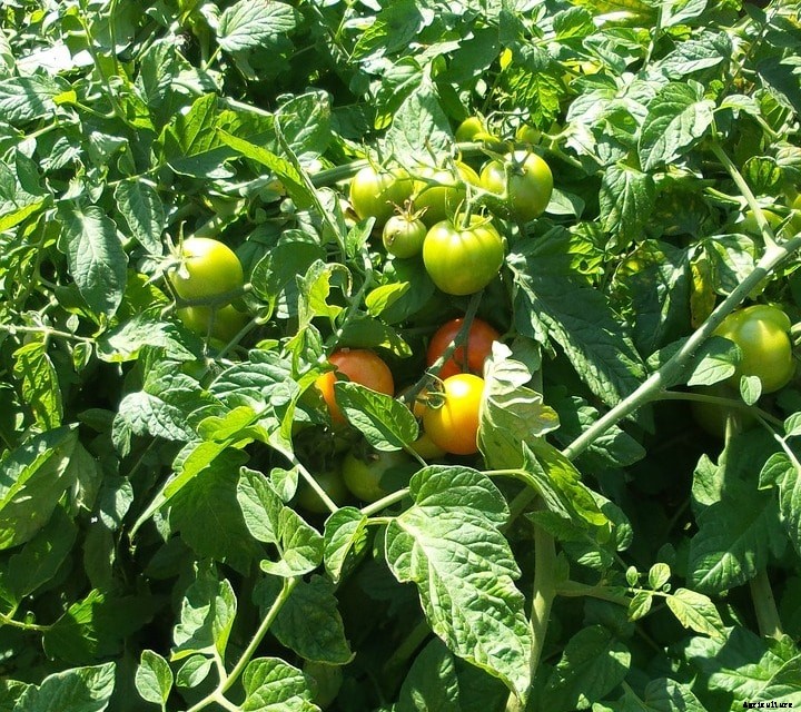Organic Tomato Terrace Gardening, Tips, Techniques