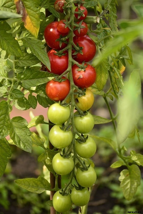 Organic Tomato Terrace Gardening, Tips, Techniques