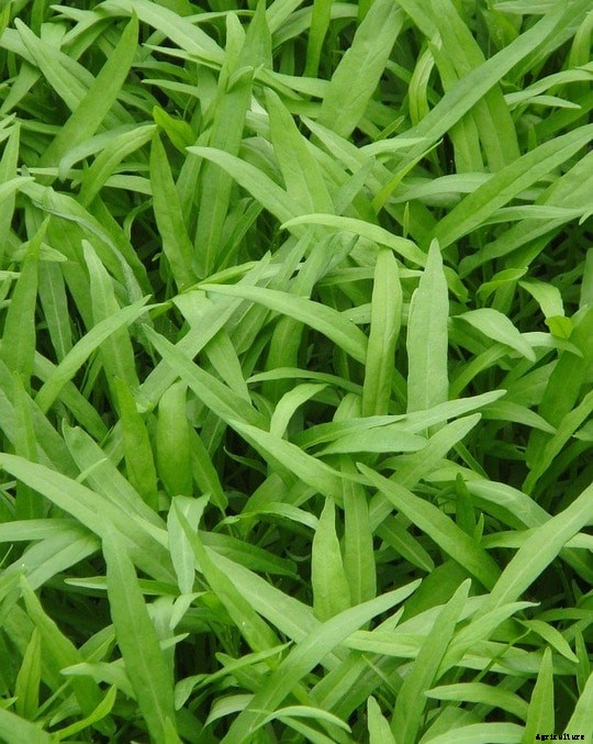 Growing Water Spinach, Planting, Care, Harvesting