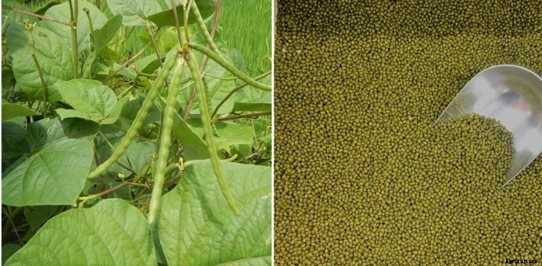 Growing Mung Beans, Planting, Care, Harvesting Guide