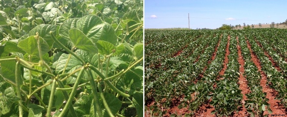 Growing Mung Beans, Planting, Care, Harvesting Guide