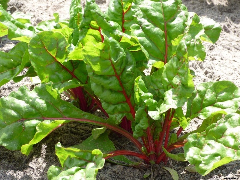 Growing Swiss Chard, Planting, Care, and Harvesting