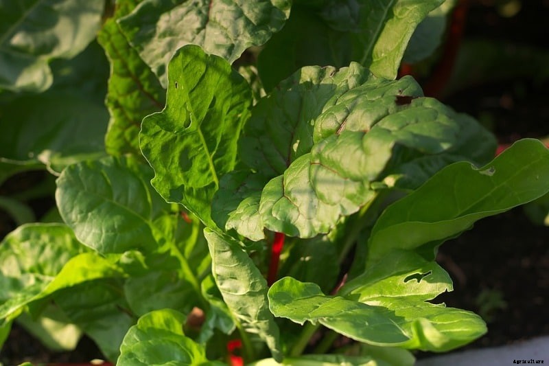 Growing Swiss Chard, Planting, Care, and Harvesting