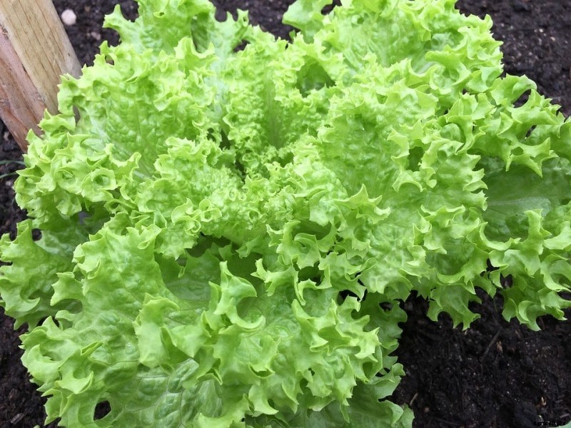 Growing Endive, Planting, Care, Harvesting – A Full Guide